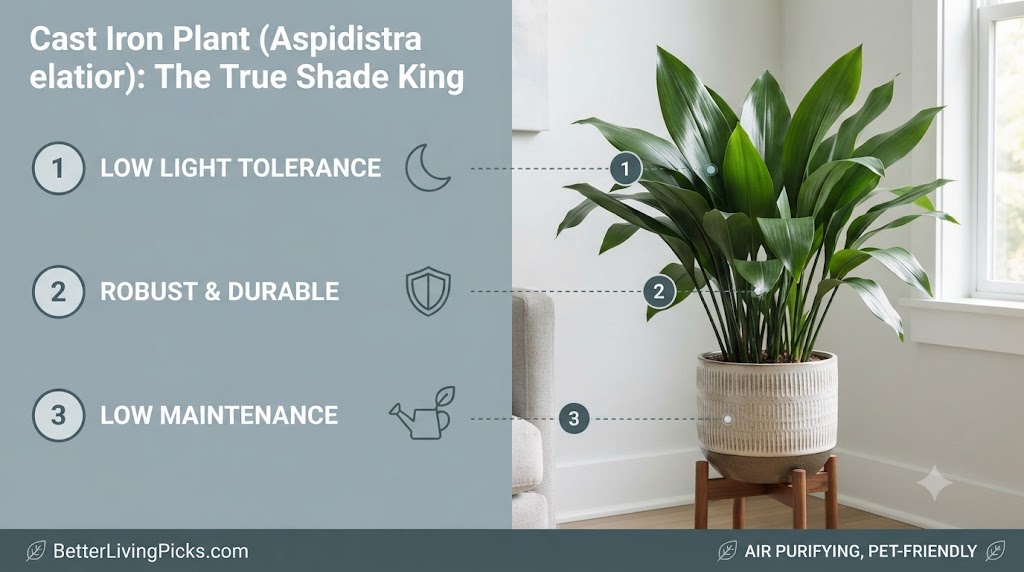 Modern living room interior featuring a lush Cast Iron Plant with numbered care points and icons displayed on a gray side panel.